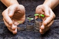 Hands holding tress growing on coins Royalty Free Stock Photo