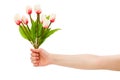 Hands holding tuplis isolated Royalty Free Stock Photo