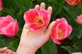 Hands holding tuplis isolated... Royalty Free Stock Photo