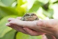 Hands holding an ugly toad Royalty Free Stock Photo