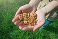 Hands holding walnut