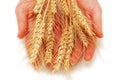 Hands holding wheat ears Royalty Free Stock Photo