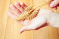 Hands holding wheat ears against wooden background Royalty Free Stock Photo