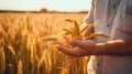 Hands holding wheat ears at the golden wheat field Royalty Free Stock Photo