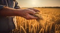 Hands holding wheat ears at the golden wheat field Royalty Free Stock Photo