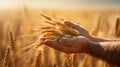 Hands holding wheat ears at the golden wheat field Royalty Free Stock Photo