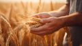 Hands holding wheat ears at the golden wheat field Royalty Free Stock Photo