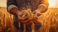 Hands holding wheat ears at the golden wheat field Royalty Free Stock Photo