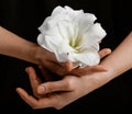 hands holding white fragile flower on black background, care love tenderness sensitivity concept