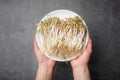 Hands holding white plate with a sprouted mung beans over gray background Royalty Free Stock Photo