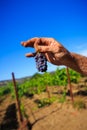 Hands Holding Wine Grapes