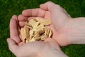 Hands Holding Wood Chips