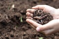 Hands holding worms with soil. A farmer showing group of earthworms in his hands