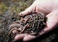 Hands holding worms with soil. A farmer showing group of earthworms in his hands. Production of vermicompost from Royalty Free Stock Photo