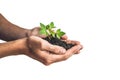 Hands holding young green plant, Isolated on white. The concept of ecology, environmental protection