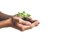 Hands holding young green plant, Isolated on white. The concept Royalty Free Stock Photo