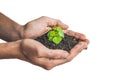 Hands holding young green plant, Isolated on white. The concept Royalty Free Stock Photo