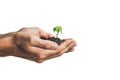 Hands holding young green plant, Isolated on white. The concept Royalty Free Stock Photo