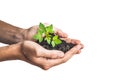 Hands holding young green plant, Isolated on white. The concept Royalty Free Stock Photo