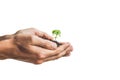 Hands holding young green plant, Isolated on white. The concept of ecology, environmental protection Royalty Free Stock Photo