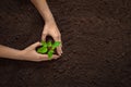 Hands holding a young green plant, top view free space, earth day background, the concept of farming, new life, investment, organi