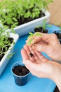 Hands holding young little plant. Growing, seeding, planting seedling tomato vegetables at home Royalty Free Stock Photo