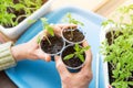 Hands holding young little plant. Growing, seeding, planting seedling tomato vegetables at home Royalty Free Stock Photo