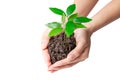 Hands holding a young plant, Isolated on white Royalty Free Stock Photo
