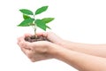 Hands holding a young plant, Isolated on white background, clipping path. Royalty Free Stock Photo