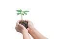 Hands holding a young plant, Isolated on white background, clipping path. Concept of Environmental Royalty Free Stock Photo