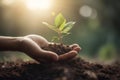 Hands holding young plant in sunshine and green background at sunset. Environment conservation, reforestation, climate change.