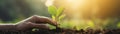 Hands holding young plant in sunshine and green background at sunset. Environment conservation, reforestation, climate change.