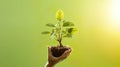 Hands holding young plant in sunshine and green background at sunset. Environment conservation, reforestation, climate change