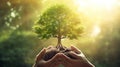 Hands holding young plant in sunshine and green background at sunset. Environment conservation, reforestation, climate change