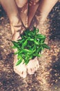 Hands holding young plants on the arid soil and cracked ground or dead soil in the nature park of growth of plant for reduce glo Royalty Free Stock Photo