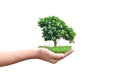 Hands holding young tree isolated on white background. Royalty Free Stock Photo