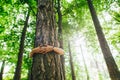 Hands hug a large tree trunk in the green in the woods. Call to save the planet and climate change. Royalty Free Stock Photo