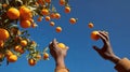 Hands of an individual reaching for ripe oranges falling from a tree against a clear blue sky, capturing the joy of fruit Royalty Free Stock Photo
