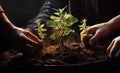 Hands of individuals coming together to plant a young tree on the earth. AI Generated