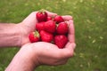 Hands keeping some red strawberries