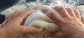 Hands knead the dough. The woman kneaded dough for baking or dumplings. Preparation of flour, water and egg mass for thermal