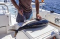 Hands and knife of fisherman when cutting yellowfin tuna on board yacht at sea