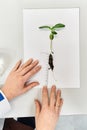 hands of a lab worker measure the length of a green plant on a table