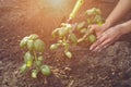 Hands of lady gardener are planting young green basil sprouts or plants in fertilized black soil. Sunlight, ground Royalty Free Stock Photo