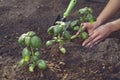 Hands of lady gardener are planting young green basil sprouts or plants in fertilized black soil. Sunlight, ground