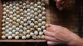 poultry farmer laying quail eggs in an incubator tray Royalty Free Stock Photo