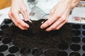 hands lay and spread the earth in pots for seedlings, preparation for planting flower seeds