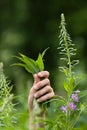 Hands with leaves of willow-herb (Ivan-tea) during gathering Royalty Free Stock Photo