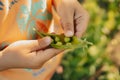 Hands of little child with green young pad peas in garden. Healthy eating, vegetables, legumes. Boy eating fresh food Royalty Free Stock Photo