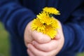 The Hands of a Little Child are Holding a Fresh Picked Bouquet of Dandelion Flowers